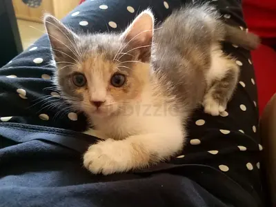 Beautiful Female kitten, Mix breed, 1 month and half. Looking for a forever home.