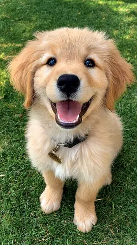 Golden retriever puppies