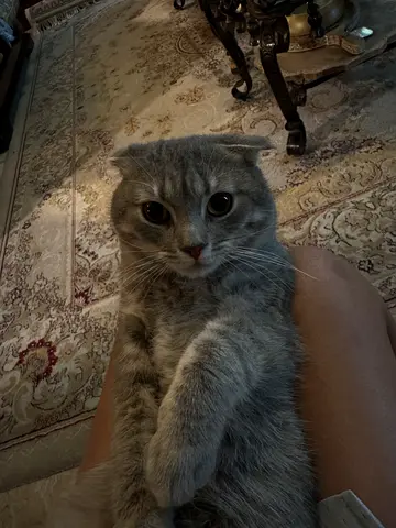 Scottish fold cat for adoption FREE