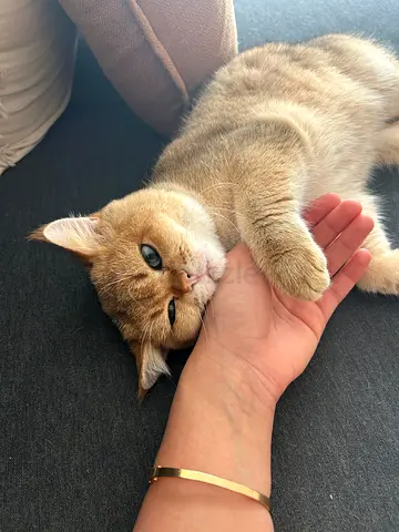 Half Scottish fold/ half British short hair cat
