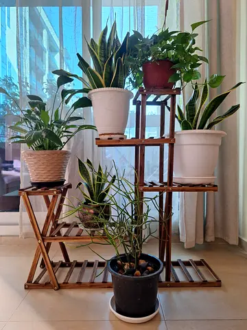 Indoor plants
