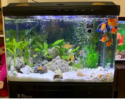 Complete 55L (80cmx 35cmx 50cm ) Aquarium Kit - With out fishes and plants Ready to Move