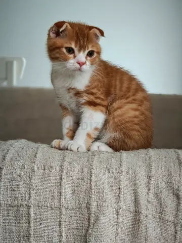 Young Scottish Fold kitten, friendly and playful — available for adoption
