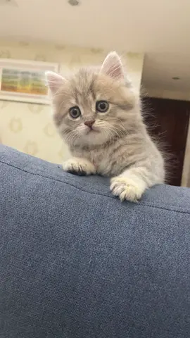 Beautiful British shorthair boy kitten