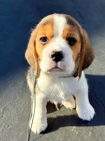 Beagle puppies