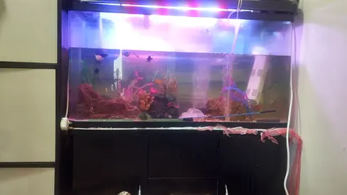 Fish tank