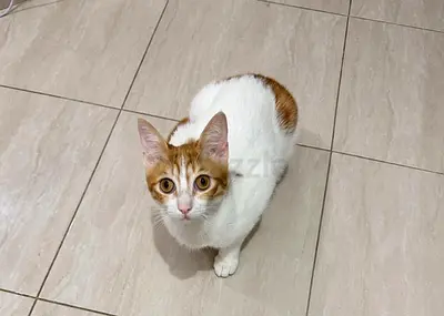 Fully vaccinated Cat for adoption