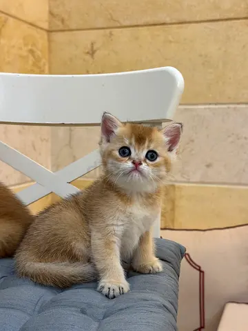 Healthy 8-week-old golden British Shorthair kitten ready for new home