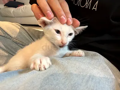 Playful, loving kitten for free adoption