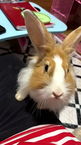 Friendly young rabbit - tame and used to handling