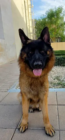 For adoption purebred Long-Hair German Shepherd — Friendly adult 2 years