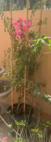 Pink / Orange / Mixed color Bougainvillea plants with bamboo support for sale