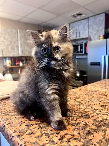 Pet for adoption