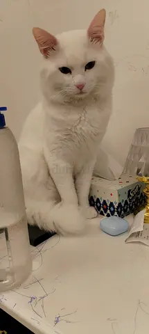 Friendly all-white cat available for rehoming - indoor only
