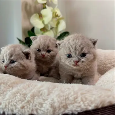 Cute and Adorable British Shorthair Kittens