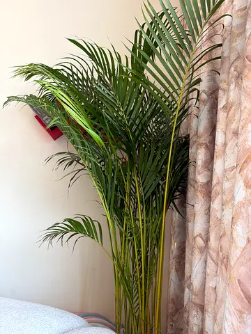 Plant with pot