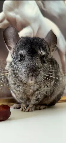 Friendly adult chinchilla ready for adoption