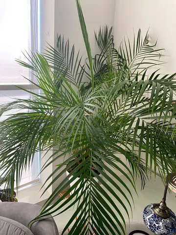 Large indoor palm plant in pot — healthy decorative houseplant