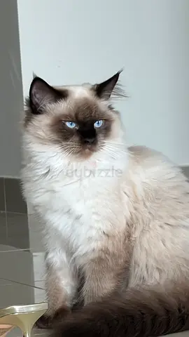 Purebred Ragdoll/Seal Point Cat with Blue Eyes — 6 months Old (Ready to Rehome)