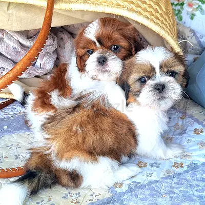 Pure Teacup Shihtzu puppies male and female available cute little puppy dog  mini size