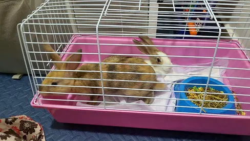 Pair of young rabbits with pink cage - ready for adoption