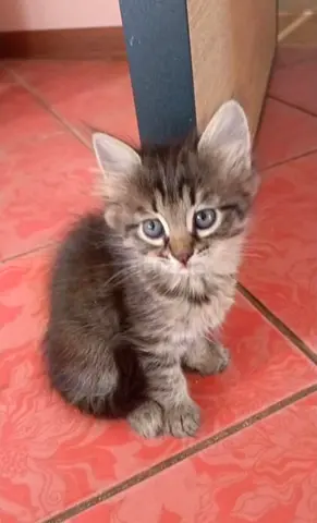 A playful Norwegian kitten