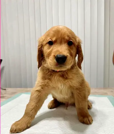 Golden retriever puppy.