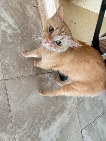 Cat for adoption
