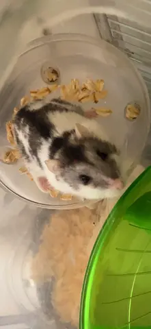 2 Hamsters free for Adoption