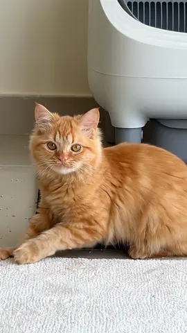 Friendly young ginger cat looking for a new home