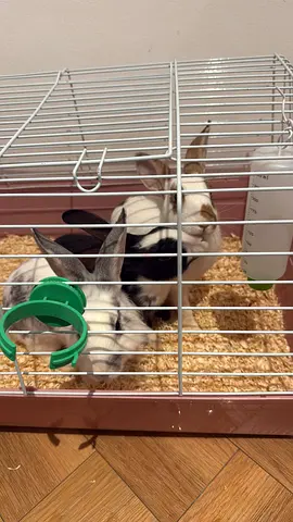 Rabbits