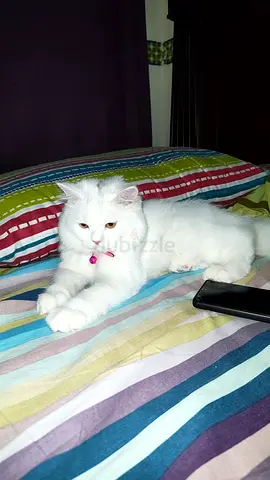 Premium Persian Female Cat – Passport Ready  Fully Vaccinated