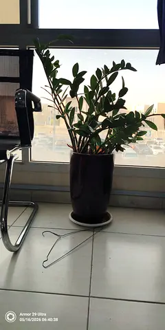 Healthy ZZ Plant in Ceramic Pot - Office/Indoor Plant