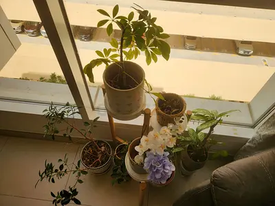 Indoor pots and plants