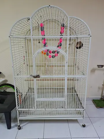 Strong  Big Parrot Cadge
