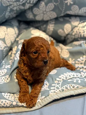 HOMELY RAISED POODLE PUPPY