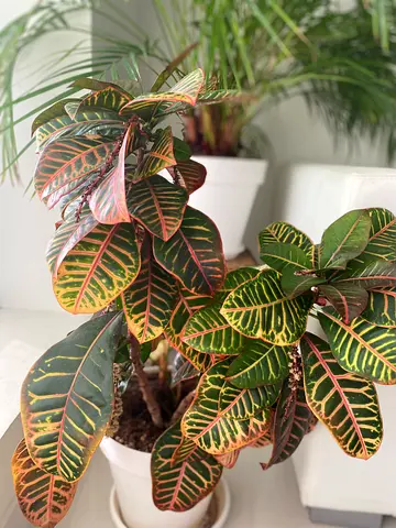Croton (Codiaeum) Houseplant with Variegated Leaves - Healthy Pot Plant