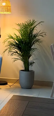 2 Areca Palm in Decorative Pot - Healthy Indoor Plant