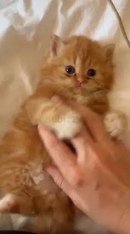 Persian  male kitten