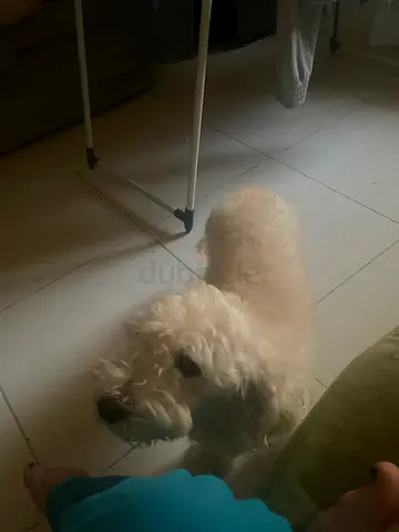 I have dog she’s in heat three years old poodle mix