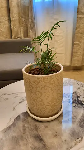 Areca palm  Decorative beige ceramic plant pot