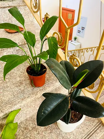 Two indoor houseplants: Rubber Plant (Ficus Elastica) and Peace Lily - healthy, potted