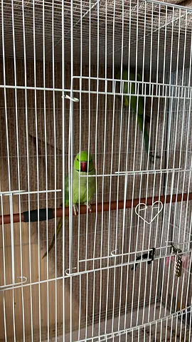 Indian ring neck parrot
