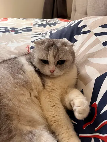 for free adoption