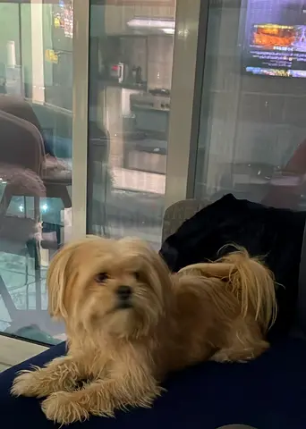 Shih Tzu