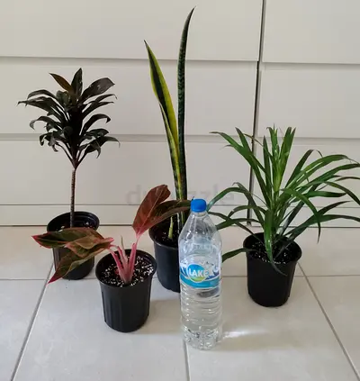 Take all 4 easy to take care  indoor plants 60 dhs only     Collect at Discovery gardens  Street 11