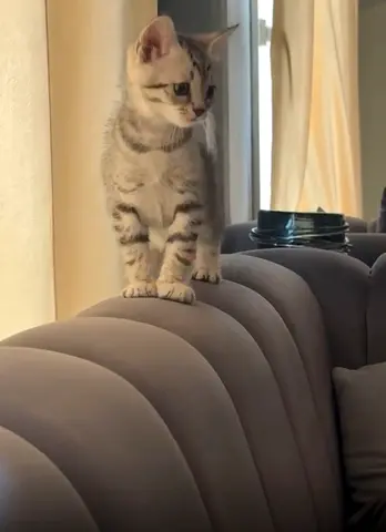 1 adorable silver tabby kitten — playful and friendly (ready for a home)