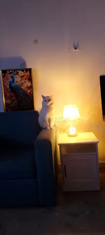 Friendly all-white cat available for rehoming - indoor only