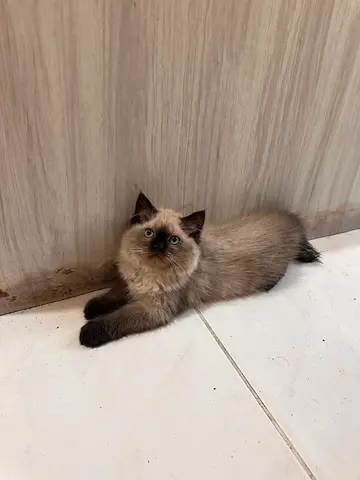 قط هملايا لعمر 60 يوم