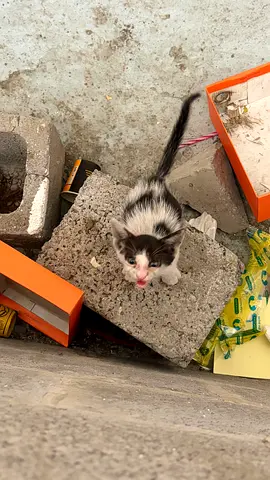 Kitten for adoption